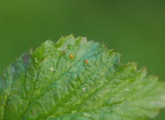 Komunikat jagodowy – zalecenia podczas budowania owoców