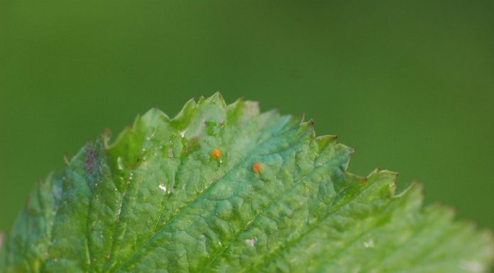 Komunikat jagodowy – zalecenia podczas budowania owoców