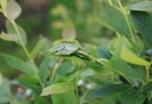 Ochrona plantacji borówek w sezonie 2017