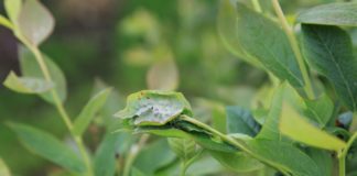 Ochrona plantacji borówek w sezonie 2017