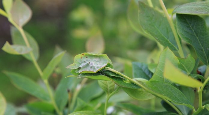 Ochrona plantacji borówek w sezonie 2017