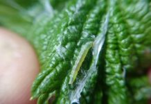 Komunikat jagodowy BCS nr. 5 z dnia 19 maja 2017 roku