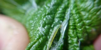 Komunikat jagodowy BCS nr. 5 z dnia 19 maja 2017 roku