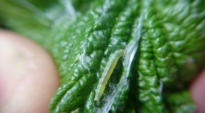 Komunikat jagodowy BCS nr. 5 z dnia 19 maja 2017 roku