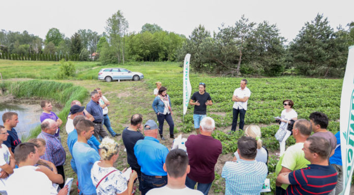 Truskawki po kwitnieniu – zalecenia z Klubu Jagodowego