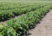 Trudny sezon dla producentów truskawek. O czym trzeba pamiętać po kwitnieniu?