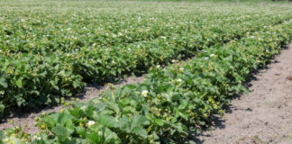 Trudny sezon dla producentów truskawek. O czym trzeba pamiętać po kwitnieniu?