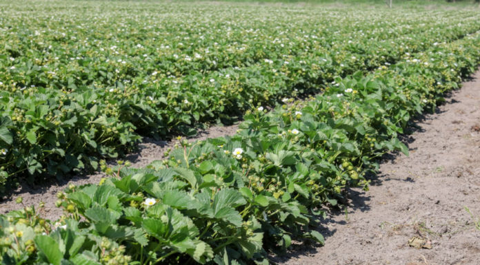 Trudny sezon dla producentów truskawek. O czym trzeba pamiętać po kwitnieniu?