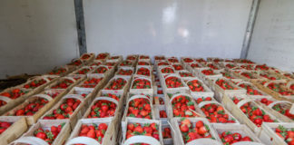 Ceny truskawek 8 czerwca na rynkach hurtowych