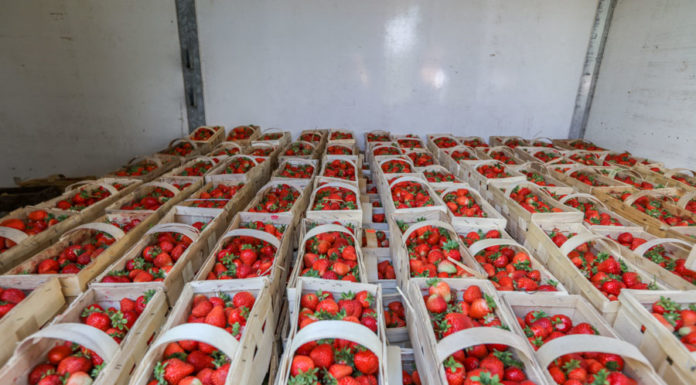 Ceny truskawek 8 czerwca na rynkach hurtowych