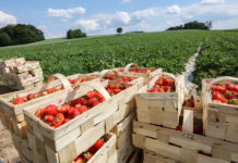Truskawkowy sezon 2017 nabiera rozpędu. Ceny są atrakcyjne.
