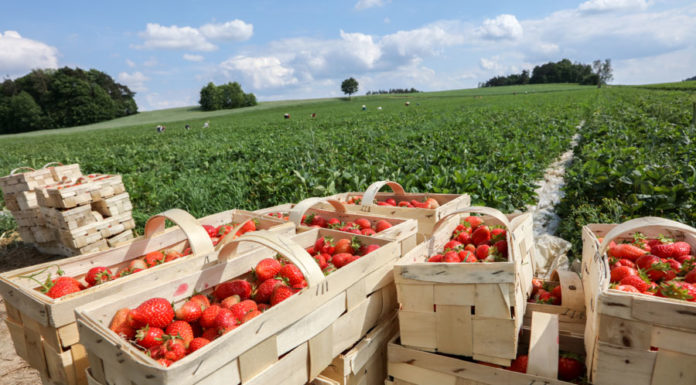 Wstępny szacunek zbioru owoców jagodowych w 2017 r. według GUS