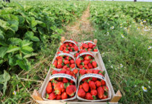 Stymulacja jakości owoców truskawki