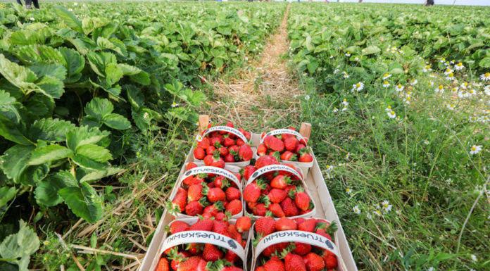 Stymulacja jakości owoców truskawki