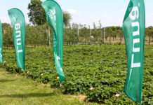 Ochrona truskawek od początku do końca