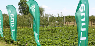 Ochrona truskawek od początku do końca