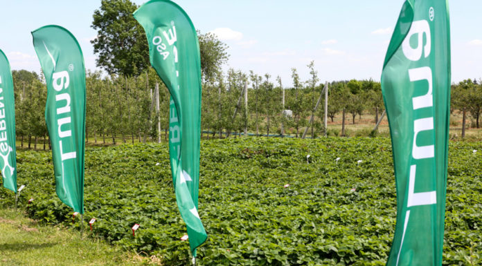 Ochrona truskawek od początku do końca