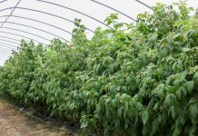 Ocena plonowania malin powtarzających owocowanie (Malinowe Factory 2017 – półfinał, cz. II)