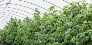 Ocena plonowania malin powtarzających owocowanie (Malinowe Factory 2017 – półfinał, cz. II)