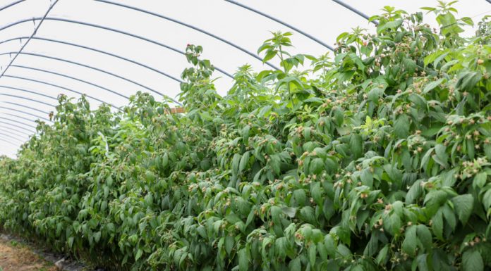 Ocena plonowania malin powtarzających owocowanie (Malinowe Factory 2017 – półfinał, cz. II)