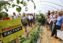 Półfinał Malinowego Factory 2017 – fotorelacja