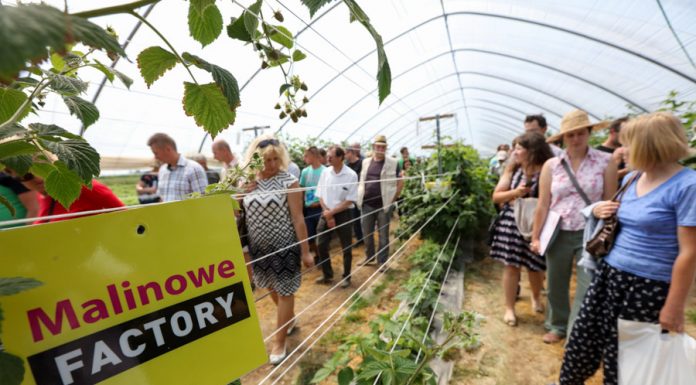 Finał Malinowego Factory 2017 – przyłącz się do nas i zarejestruj swój udział!