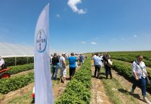 Nowości w ochronie malin (półfinał Malinowe Factory, cz. IV)