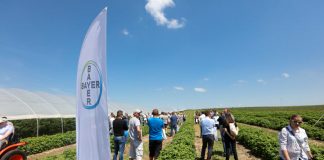 Nowości w ochronie malin (półfinał Malinowe Factory, cz. IV)