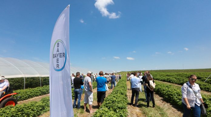 Nowości w ochronie malin (półfinał Malinowe Factory, cz. IV)