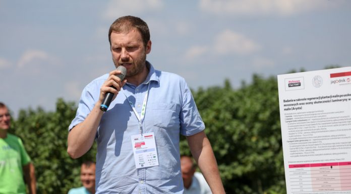 Nowe doświadczenia w polowej uprawie malin (półfinał Malinowe Factory 2017)