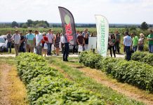 Ocena efektywności fertygacji w uprawie maliny powtarzającej owocowanie odmiany ‘Polana’