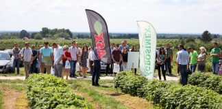 Ocena efektywności fertygacji w uprawie maliny powtarzającej owocowanie odmiany ‘Polana’