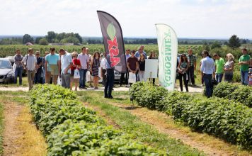 Ocena efektywności fertygacji w uprawie maliny powtarzającej owocowanie odmiany ‘Polana’