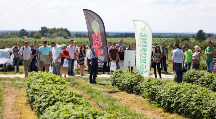 Ocena efektywności fertygacji w uprawie maliny powtarzającej owocowanie odmiany ‘Polana’