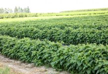 Agrowłóknina w polowej uprawie malin