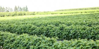 Agrowłóknina w polowej uprawie malin