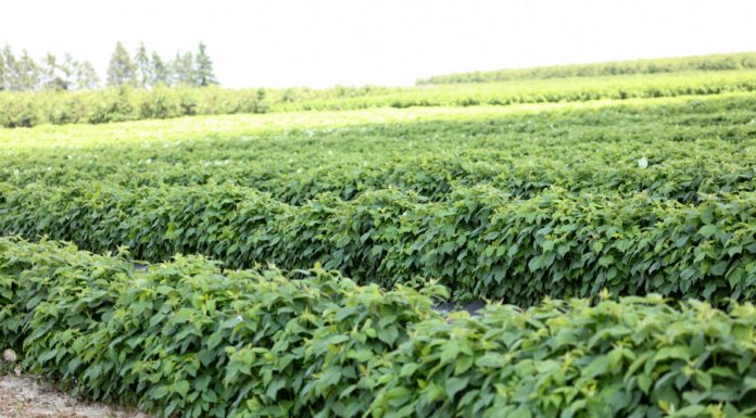 Agrowłóknina w polowej uprawie malin