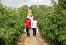 Sterowanie klimatem w uprawie malin w tunelu (półfinał Malinowe Factory 2017, cz. V)