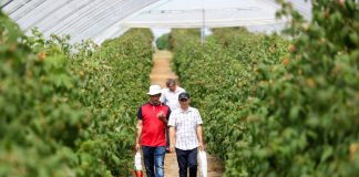 Sterowanie klimatem w uprawie malin w tunelu (półfinał Malinowe Factory 2017, cz. V)