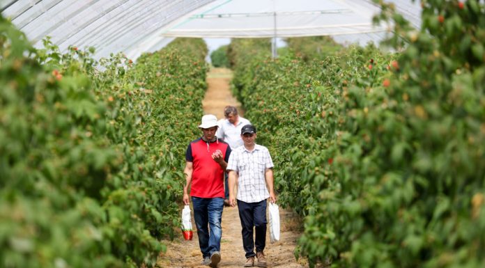 Sterowanie klimatem w uprawie malin w tunelu (półfinał Malinowe Factory 2017, cz. V)