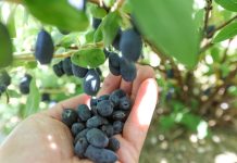 Nowe odmiany jagody kamczackiej