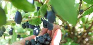 Nowe odmiany jagody kamczackiej