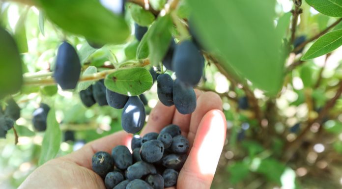 Jagoda kamczacka – ciągle dobre perspektywy