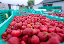 Projekt wprowadzający ceny referencyjne przyjęty przez Radę Ministrów