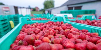 Fundusz Ochrony Rolnictwa – nowe prawo już obowiązuje