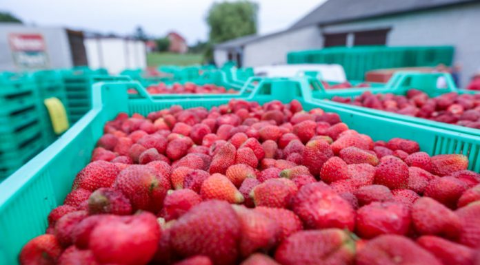 Kondycja branży truskawkowej – podsumowanie debat internetowych
