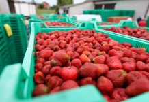 Wyjątkowo dobra koniunktura na truskawki przemysłowe – ceny są stabilne