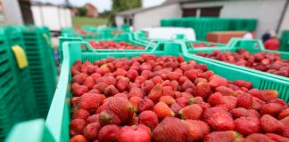 Wyjątkowo dobra koniunktura na truskawki przemysłowe – ceny są stabilne