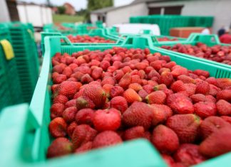 Wyjątkowo dobra koniunktura na truskawki przemysłowe – ceny są stabilne