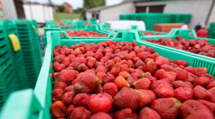 Wyjątkowo dobra koniunktura na truskawki przemysłowe – ceny są stabilne